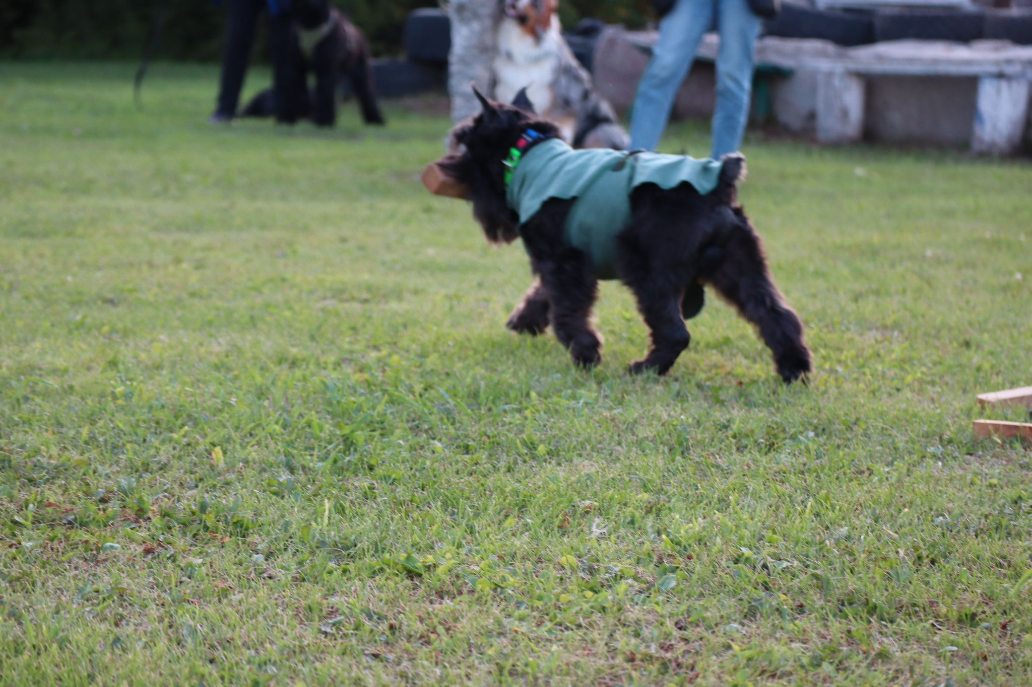 Dog training in Omsk - OCSSSS 07/29/2026 - Puppies, Friends, Omsk, Training, Г“Г±Г±Г±