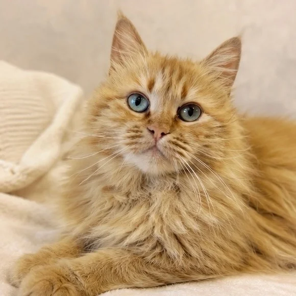 Dumped near Svetofor, found at the altar. Red-haired parishioner looking for a home. - cat, In good hands, Moscow, Saint Petersburg, Voronezh, Lipetsk, Telegram (link), Longpost