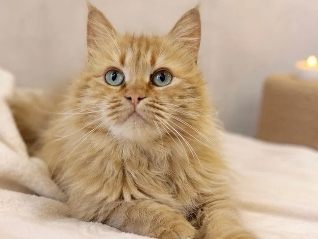 Dumped near Svetofor, found at the altar. Red-haired parishioner looking for a home. - cat, In good hands, Moscow, Saint Petersburg, Voronezh, Lipetsk, Telegram (link), Longpost