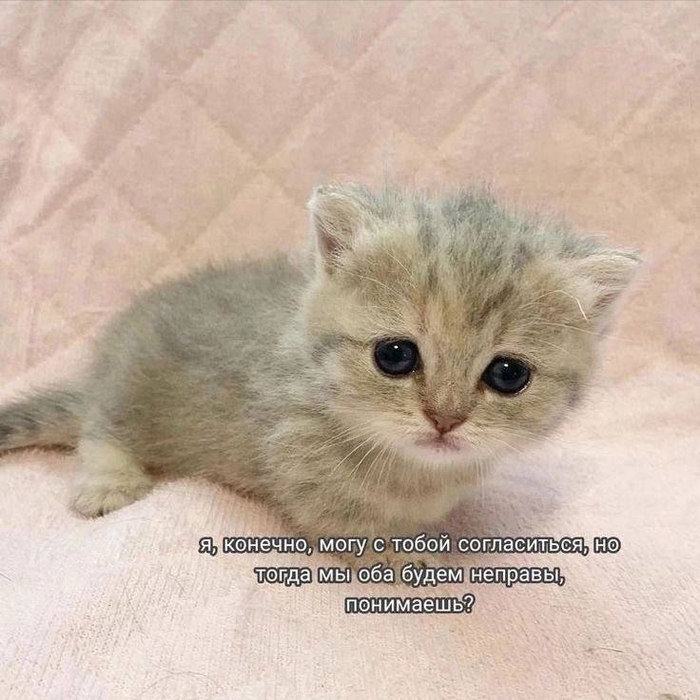 Котик о экзистенциальных спорах на Пикабу