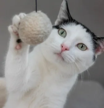 Black and white Boris is looking for a home that won't scare him to the bathroom. - cat, In good hands, Moscow, Saint Petersburg, Voronezh, Lipetsk, Telegram (link), Longpost