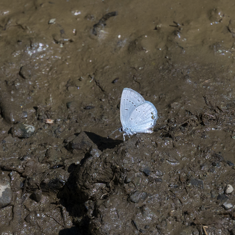 Why do butterflies gather en masse in dirty puddles? And why only males? - Butterfly, Insects, Arthropods, Animals, Wild animals, Zen, Yandex Zen, Yandex Zen (link), Longpost