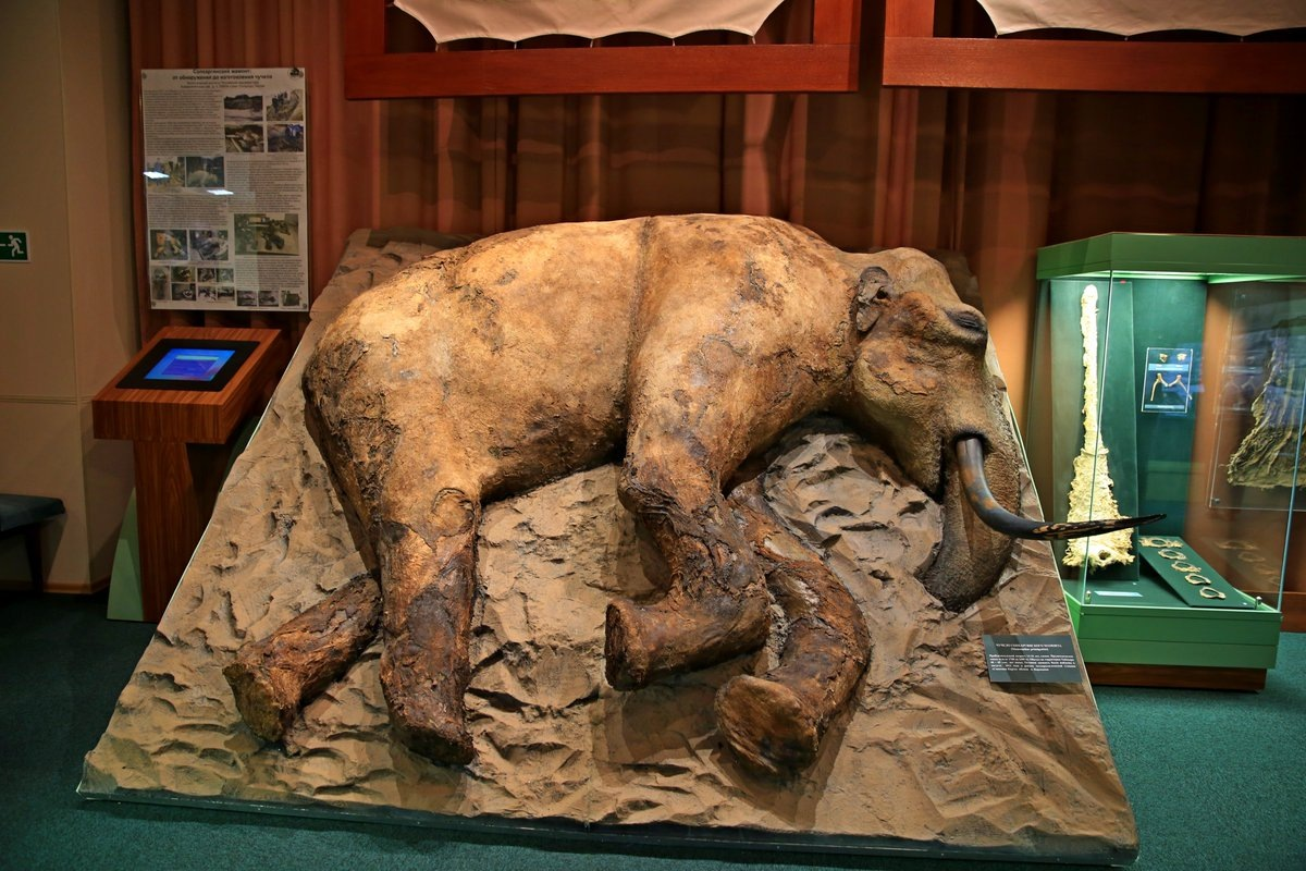 Zhenya the Mammoth: How a Boy from Taimyr Set Back Arctic History by 13,000 Years - Mammoth, Taimyr, Mammals, Animals, Wild animals, Scientists, Paleontology, Zen, Yandex Zen, Yandex Zen (link), Longpost