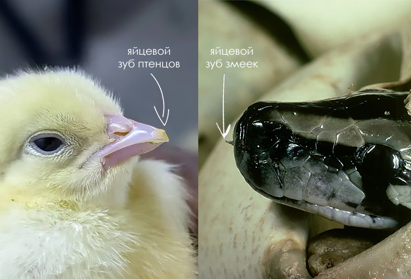 Same old story, just from a different perspective. Or is it? - Series Did you know , My, Biology, Informative, Facts, Nature, Animals, Nauchpop, In the animal world, Amazing, Astonishment, Reptiles, Snake, Video, Vertical video, Short videos, Longpost
