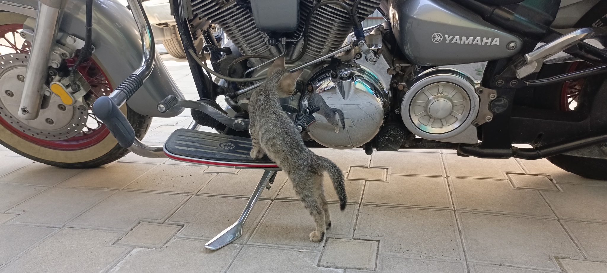 Damn it! It's already August... - My, cat, Motorcycles, August, Summer, Longpost, Feet in my mouth