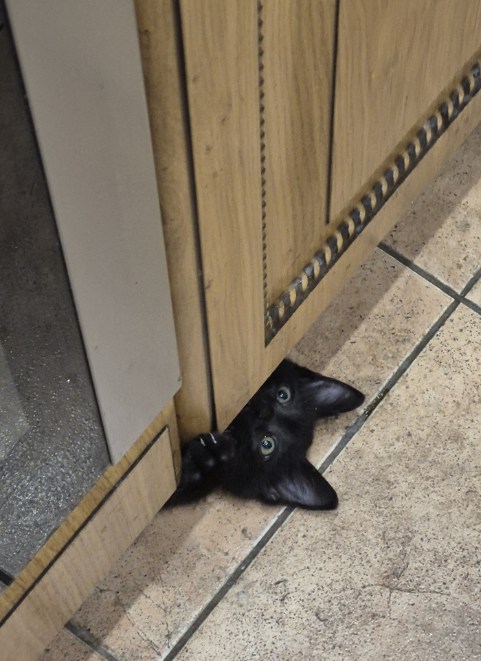 У меня теперь есть котейка