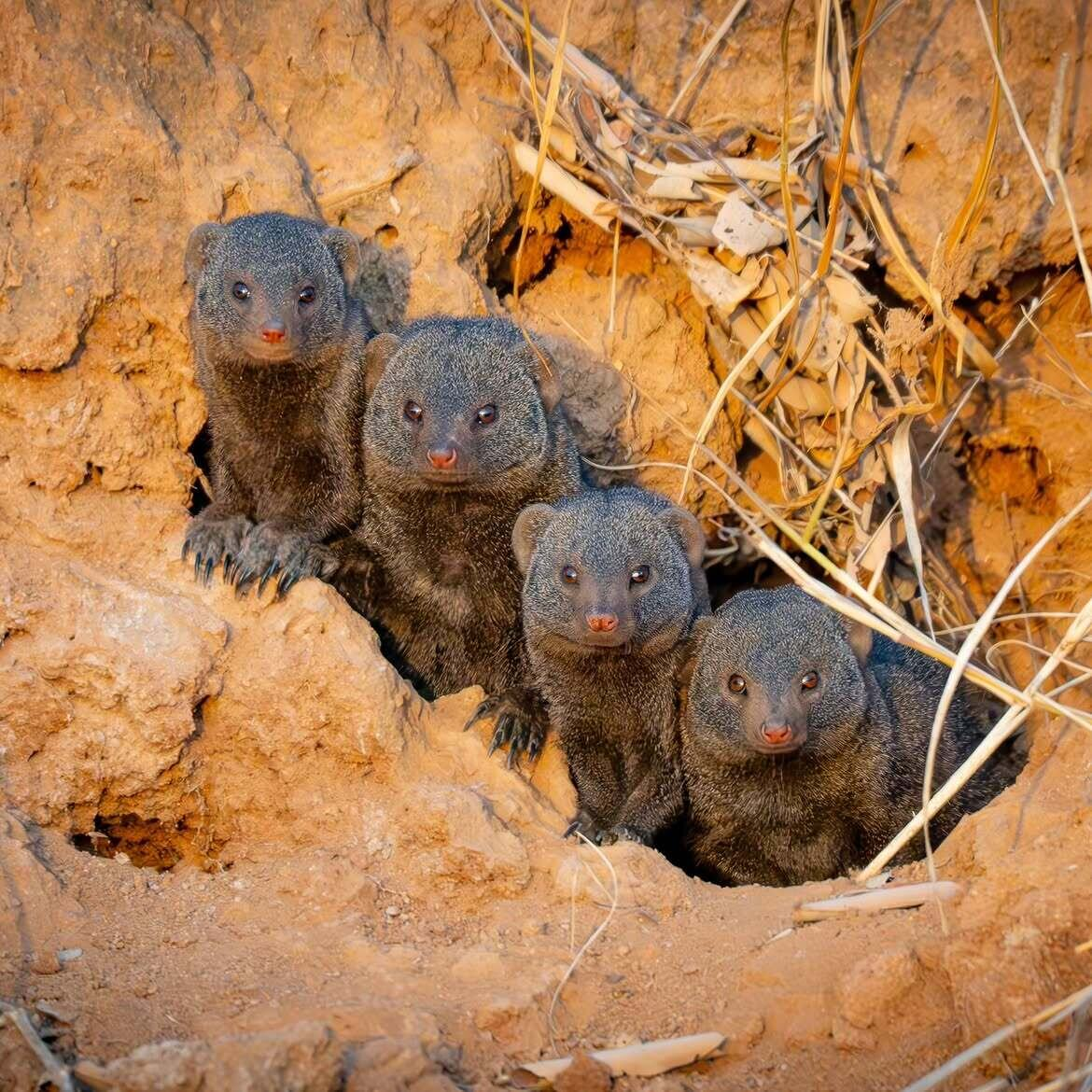 A few animals that are worth paying attention to, even if you know everything about biology. - Animals, Wild animals, Mammals, Zen, Yandex Zen, Predatory animals, Yandex Zen (link), Longpost