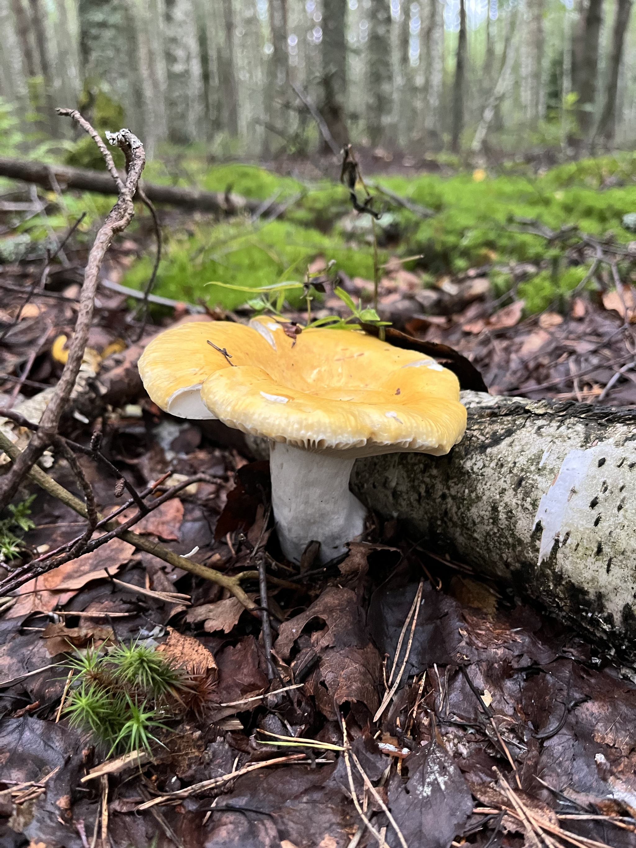 What kind of mushrooms are these? - My, Mushrooms, Mushroom pickers, Russula, Forest, Yaroslavl, Longpost