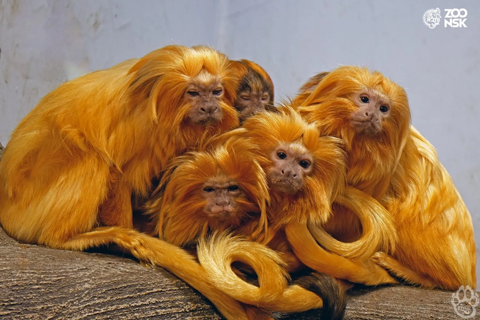 Фото <a href="https://pikabu.ru/story/zolotistyiy_lvinyiy_tamarin_14208905?u=https%3A%2F%2Fmax.ru%2Fnovosibirsk_zoo%2FAZ_AvHAfQAc&t=%D0%BE%D1%82%D1%81%D1%8E%D0%B4%D0%B0&h=28141b3649fab0f029afd8f35bf8926c152b85af" title="https://max.ru/novosibirsk_zoo/AZ_AvHAfQAc" target="_blank" rel="nofollow noopener">отсюда</a>