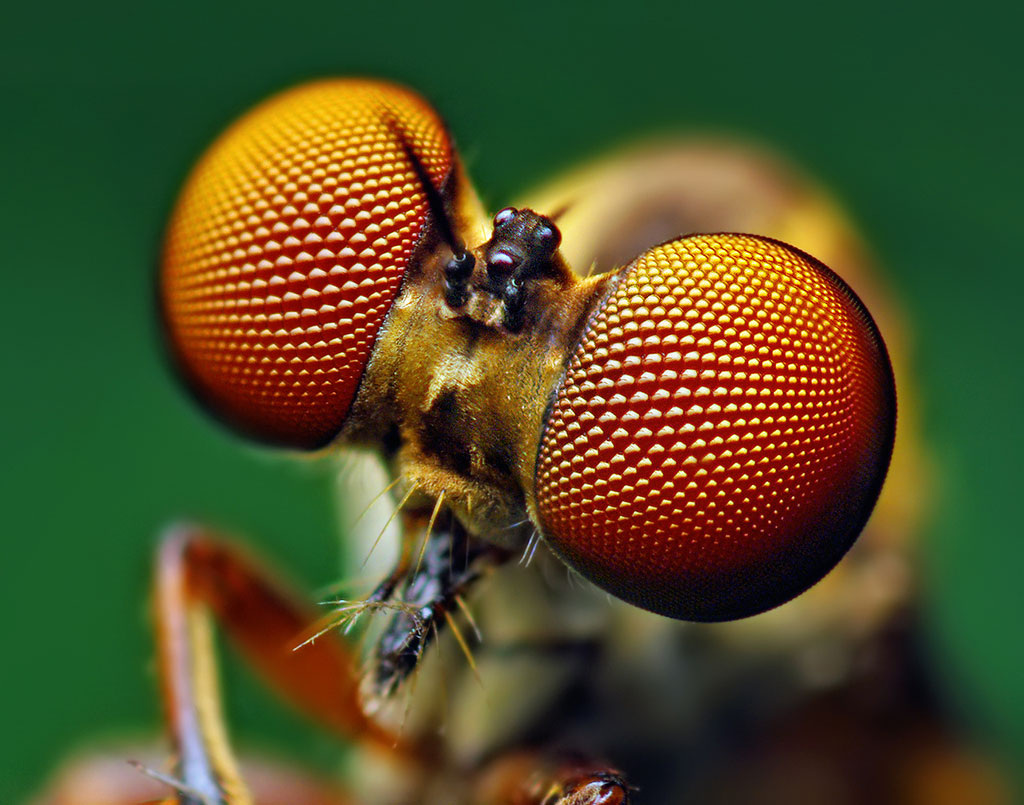 Giant Quack: A monster fly turns a wasp into a cocktail. Literally. - Муха, Insects, Arthropods, Animals, Wild animals, Zen, Yandex Zen, Yandex Zen (link), Longpost