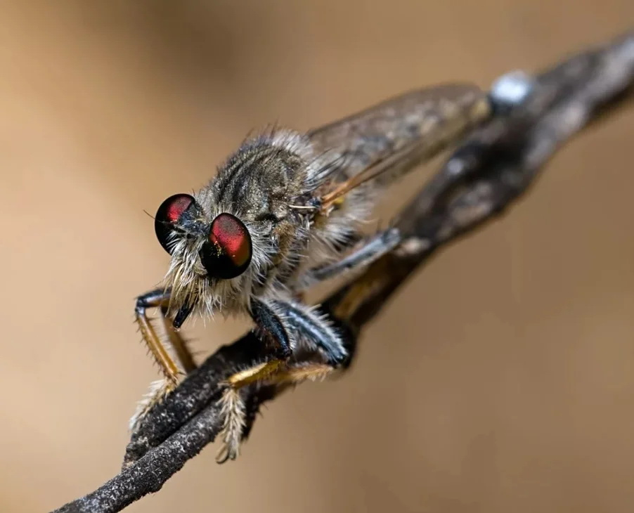 Giant Quack: A monster fly turns a wasp into a cocktail. Literally. - Муха, Insects, Arthropods, Animals, Wild animals, Zen, Yandex Zen, Yandex Zen (link), Longpost