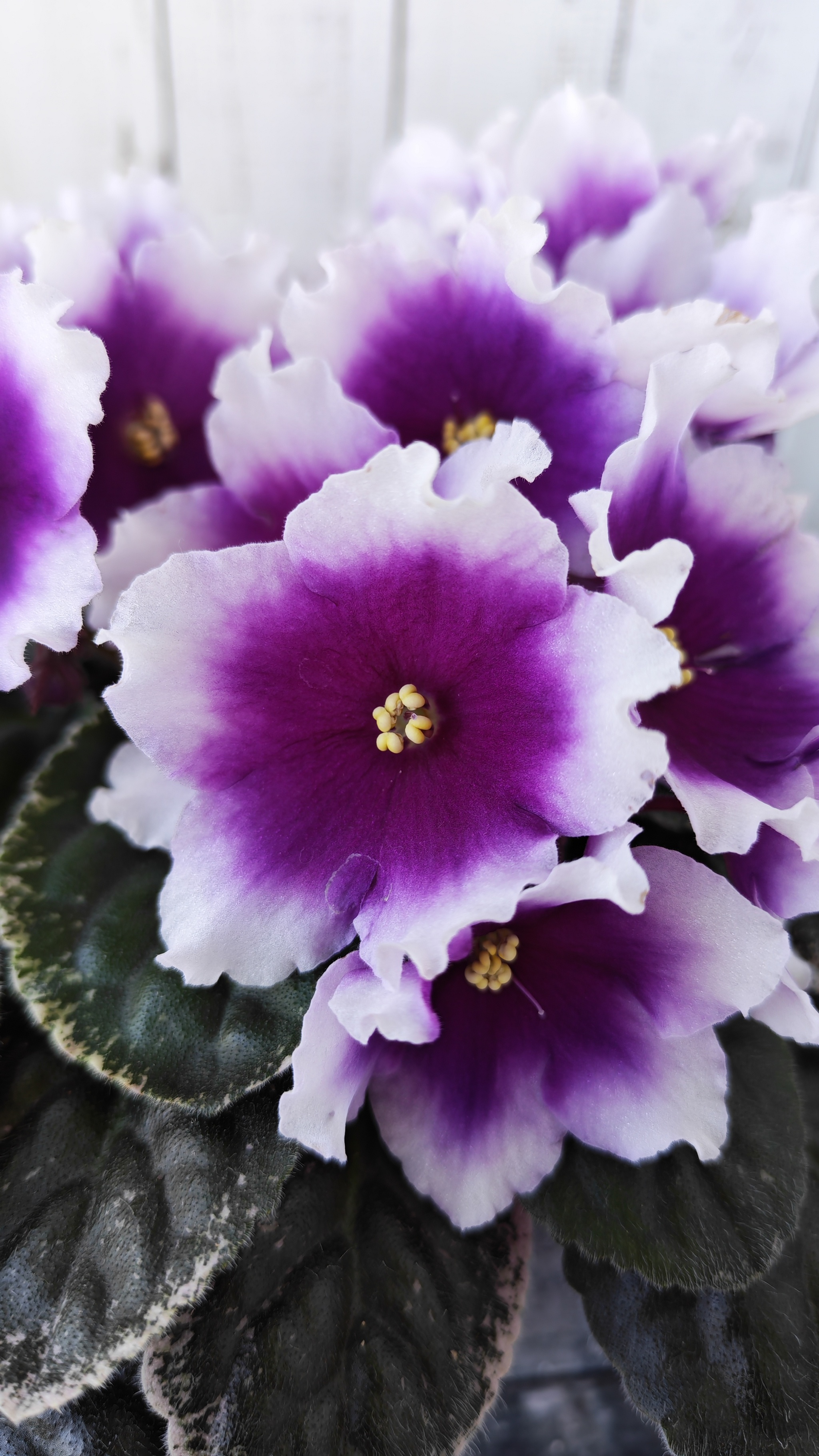 PT-Purpurit sport! - Series Varietal violets, My, Houseplants, Plant growing, Growing, Plants, Violets, Floriculture, Entertaining botany, Gardening, Bloom, Saintpaulia, Botany, Garden