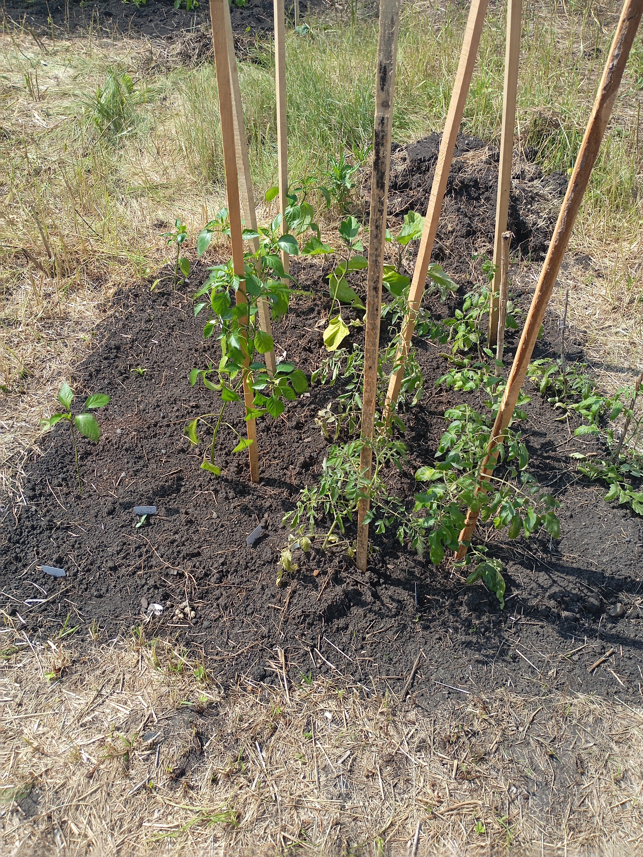 Continuation of the post Continuation of the post Affordable Housing, Mother of It - My, Lodging, House, Building, Finishing, Repair, Garden, Outside the city, A life, The property, Mortgage, Mat, Auto, Garden, Longpost, Reply to post