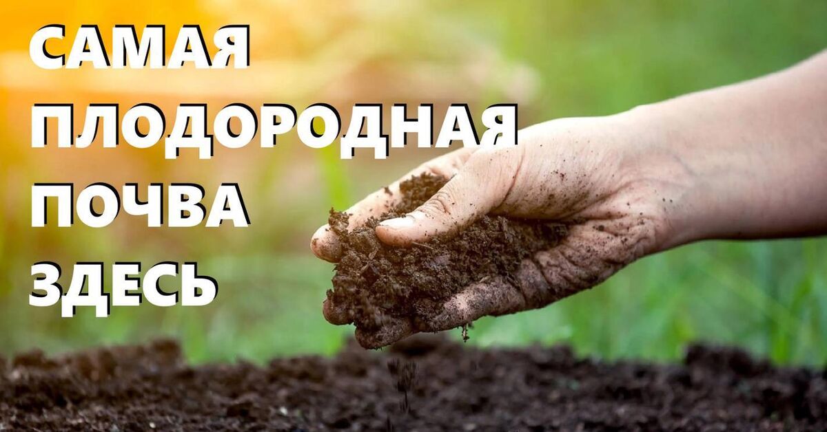 How I improve soil fertility after harvest. What to do with a garden bed in the fall - My, Gardening, Garden, Garden, Dacha, House, Soil, Garden beds, Harvest, Land plot, Plant growing, Growing, Home construction, Video, Rutube