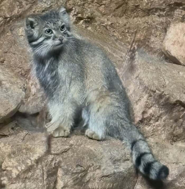 Красотка