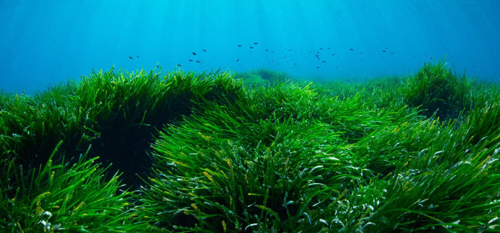 Морская трава Posidonia oceanica. Некоторые её колонии существуют десятки тысяч лет, непрерывно разрастаясь.