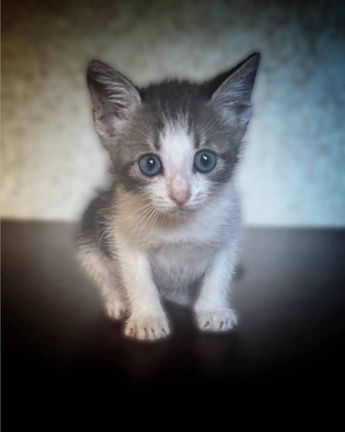 Котёнка Дюймовочку обзывают некрасивой! Ей очень нужен Дом!