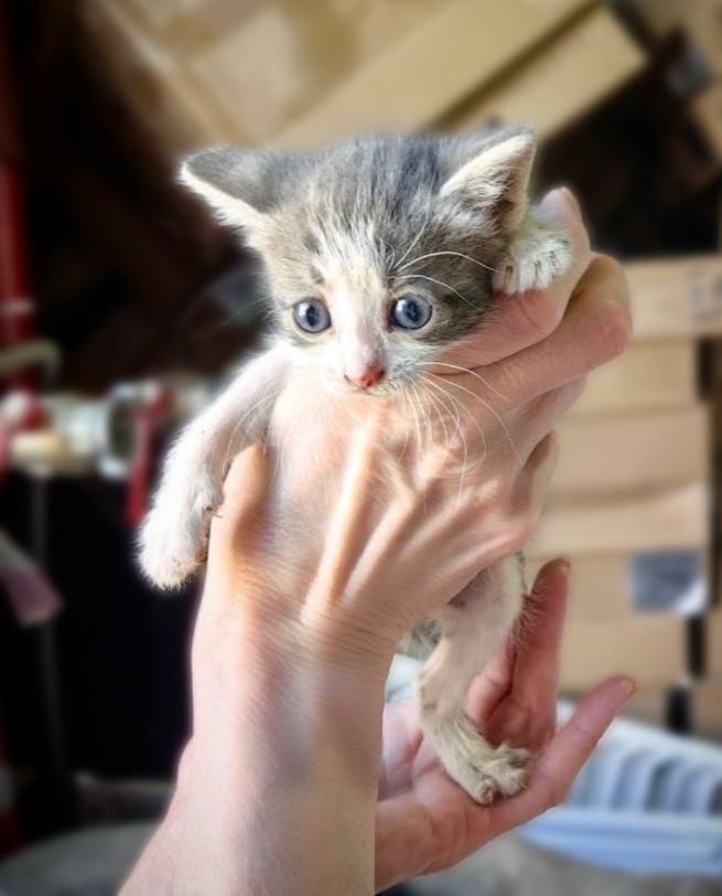 Котёнка Дюймовочку обзывают некрасивой! Ей очень нужен Дом!