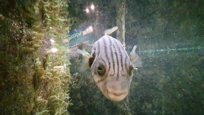 Кузовок
