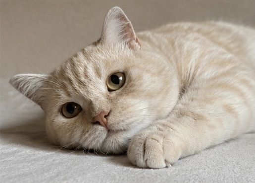 П Е Р С И К котик 1 год