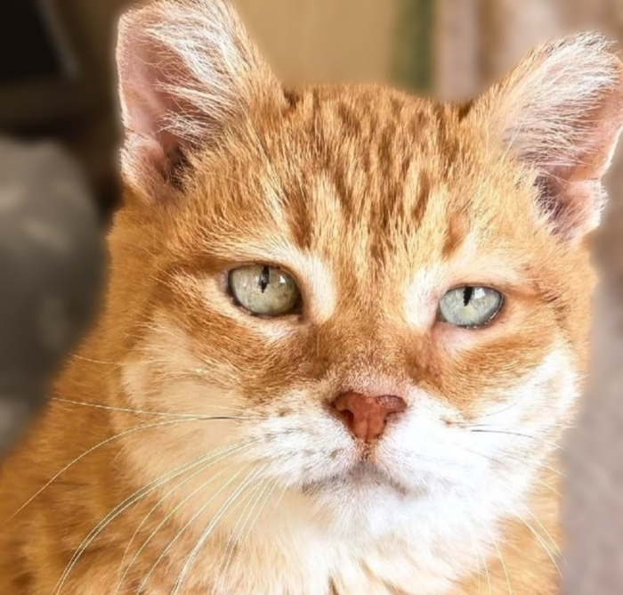 З Л А Т А кошечка 14 лет