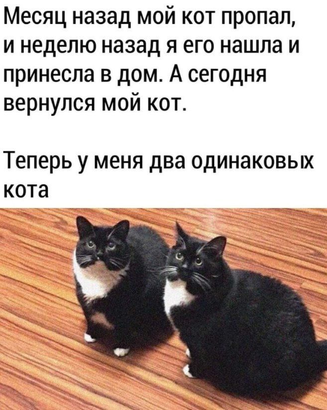Знакомьтесь: Физам и Пироцетам)