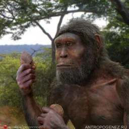Homo.Habilis