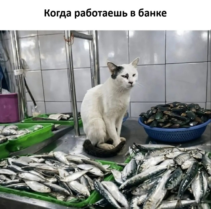 Можно только смотреть