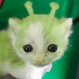 Mellowwer