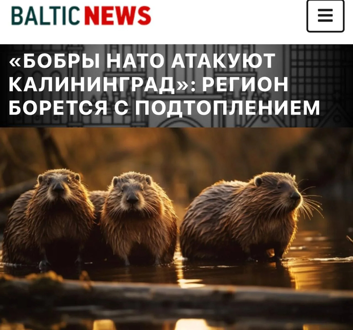 Бобры из Польши и Литвы оккупировали российские реки и строят там свои «базы»