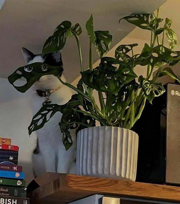 Где кот ? Какой кот ?