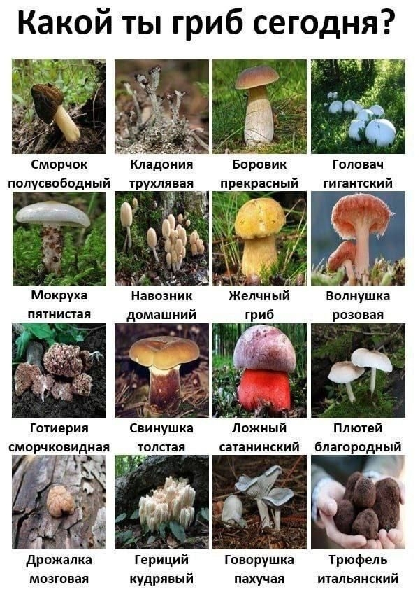 А где обабок?