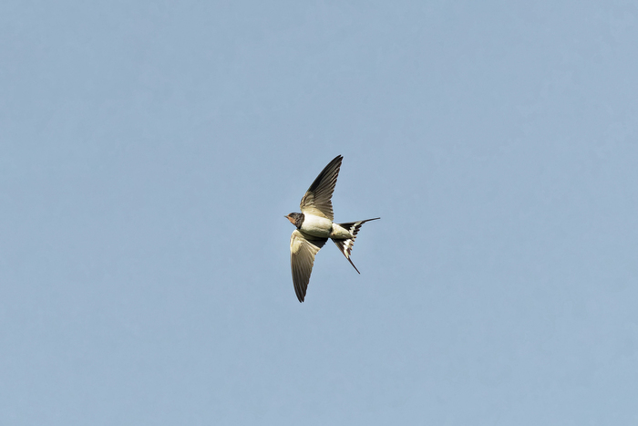 Ещё не улетели
