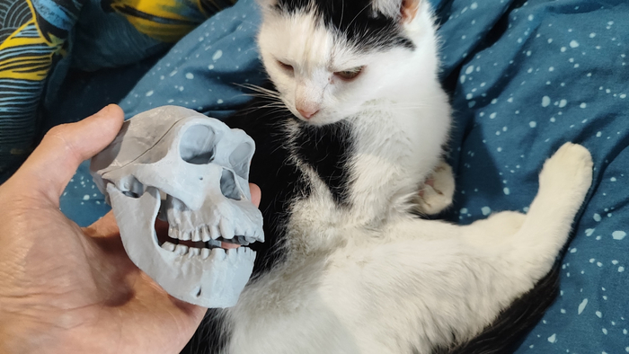 Естественно, имея модель, мы можем ее напечатать на 3d принтере. Коту вот понравился Австралопитек (нижняя челюсть и черепная коробка съемные).