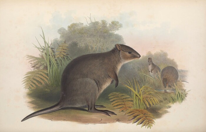 ������. ����������� �� ����� ����� ������ �������������� ���������. 1863 ���Biodiversity Heritage Library / Smithsonian Libraries