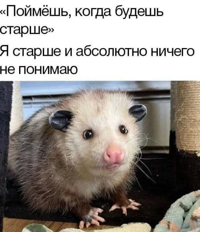 hhdx2nhd.webp