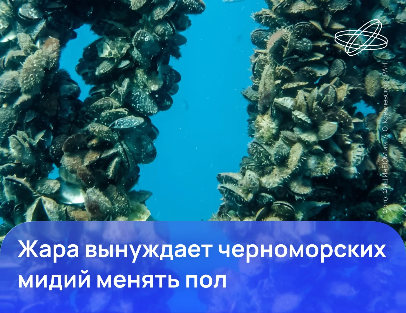 Why are you like this, mussel? - Series shellfish, Mussels, Russian scientists, RAS, Gender reassignment, Wild animals, Marine life, Clam, Stress, Ecology, wildlife, MAX messenger (link)