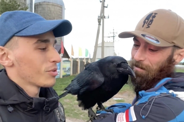 Александр Чугайнов, ворон Гоша и Артур Малиев. Фото: <a href="https://pikabu.ru/story/poedet_k_karlushe_voron_blogera_chugaynova_mozhet_otpravitsya_v_novyiy_dom_14273332?u=https%3A%2F%2Fvk.ru%2Fvoron_gosha_tv&t=%D0%96%D0%B8%D0%B7%D0%BD%D1%8C%20%D0%B2%D0%9E%D1%80%D0%BE%D0%BD%D0%B0%20%D0%93%D0%BE%D1%88%D0%B8&h=66b6f4dfbfabecbe5252b0940a3d4f7626b63deb" title="https://vk.ru/voron_gosha_tv" target="_blank" rel="nofollow noopener">Жизнь вОрона Гоши</a>