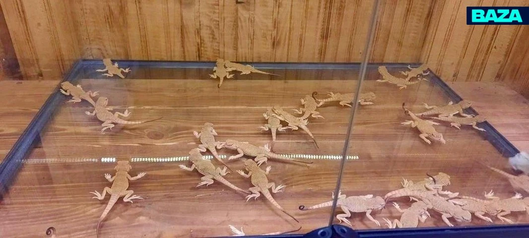 More than a hundred live endangered lizards were detained at the border in Kaliningrad. - Series reptiles, Lizard, Reptiles, Red Book, Rare view, The border, Kaliningrad, Smuggling, Smugglers, Wild animals, Video, Short videos, MAX messenger (link), Longpost