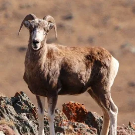 Mountain goats and mountain sheep - how to tell the difference - Series Ungulates, Argali, Mountain goats, Comparison, Sayano-Shushensky Reserve, MAX messenger (link), Longpost