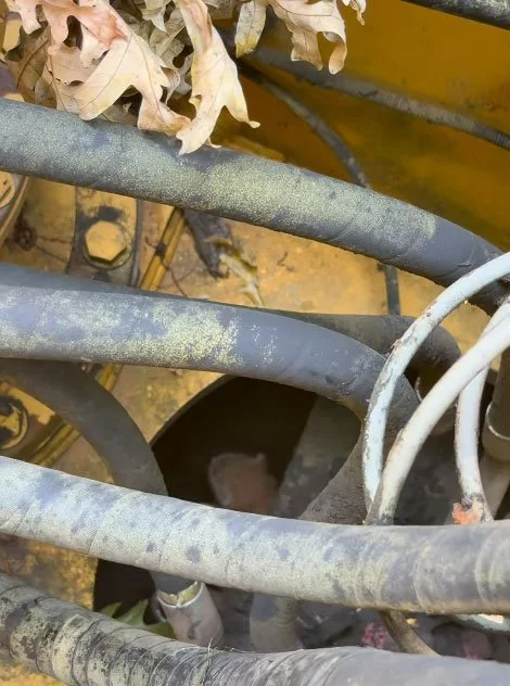 A kitten got stuck in an excavator and became a member of the team. - Series Cats, Kittens, Animal Rescue, cat, USA, Ohio, Milota, Longpost, Excavator, Excavator operator