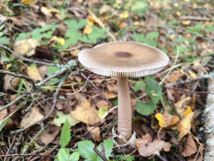 ПРЕДПОЛОЖИТЕЛЬНО! Поплавок жёлто-коричневый (лат. Amanita fulva)