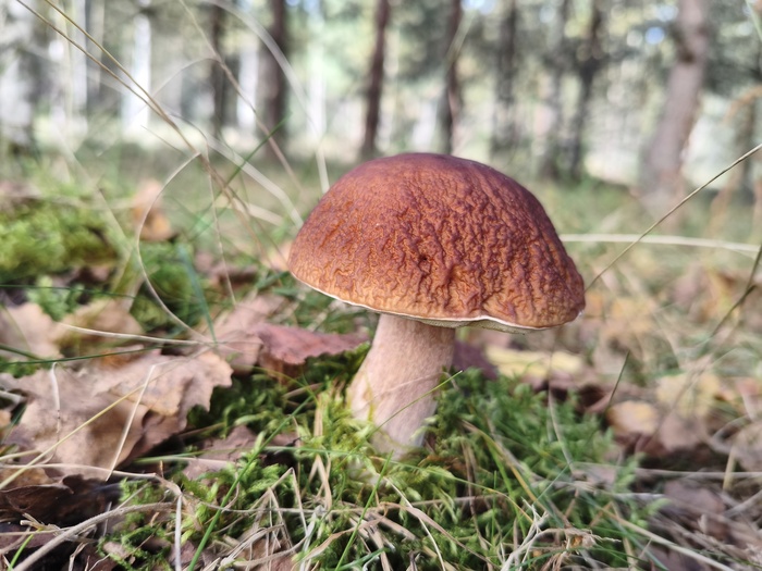 Белый гриб (или боровик, лат. Boletus edulis)