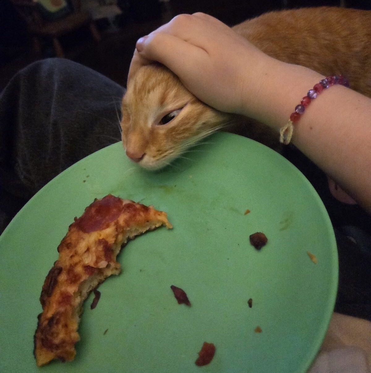 What's there to eat? - cat, Food, Curiosity, Plate, Longpost, A selection, The photo