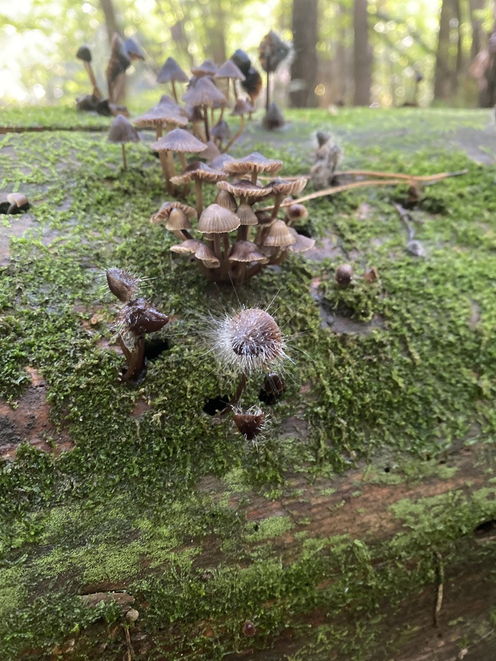 ������ ����������� (���������� �������� Spinellus fusiger)