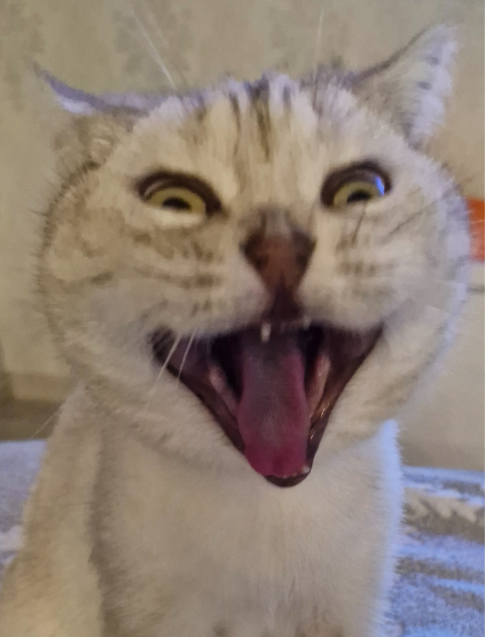 ��� ���������