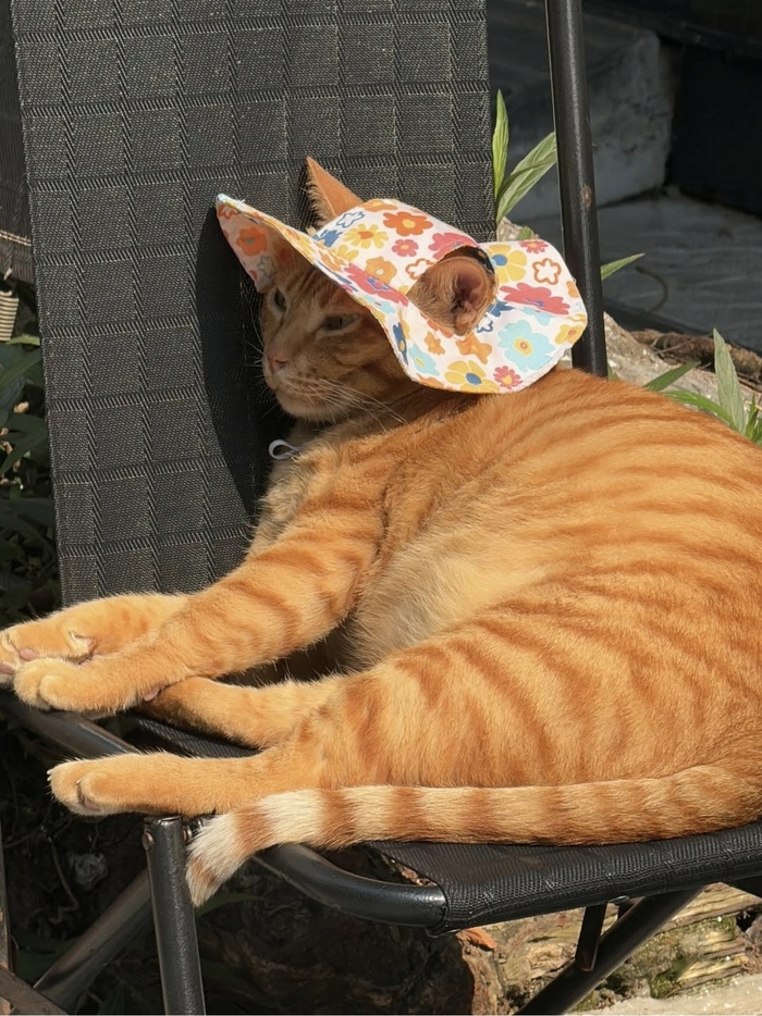 Кот дня