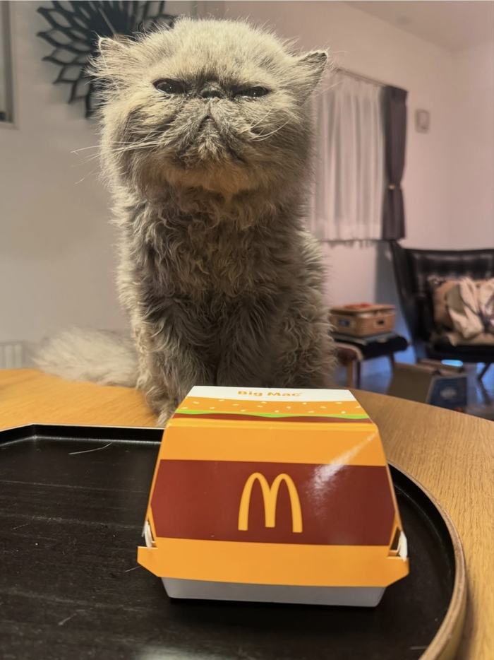 Кот дня