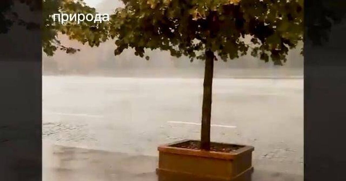 Downpour. Rain. - Shower, Rain, Puddle, Nature, Hurricane, Video, Rutube, Short videos