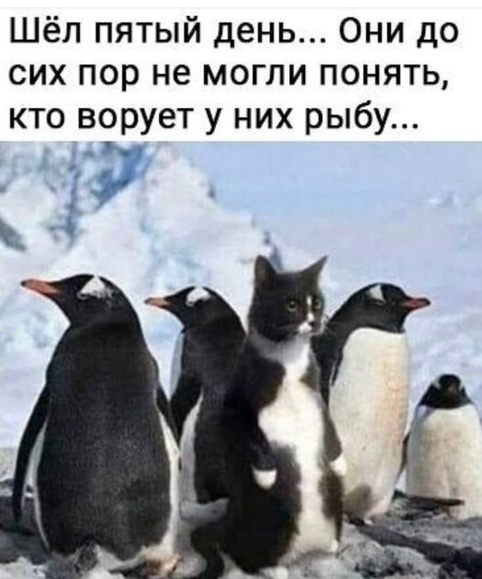 Ну а чо, похож 🤔
